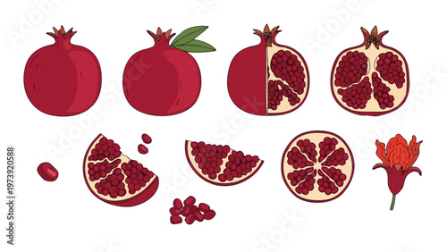 Fresh Pomegranate Fruit Set - Whole, Halved, Sliced, Arils & Flower Vector Art