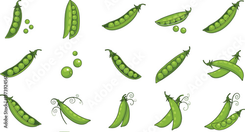 Hand Drawn Green Pea Pod Collection with Fresh Vegetables and Seeds Organic Food Illustration Set Isolated on White Background