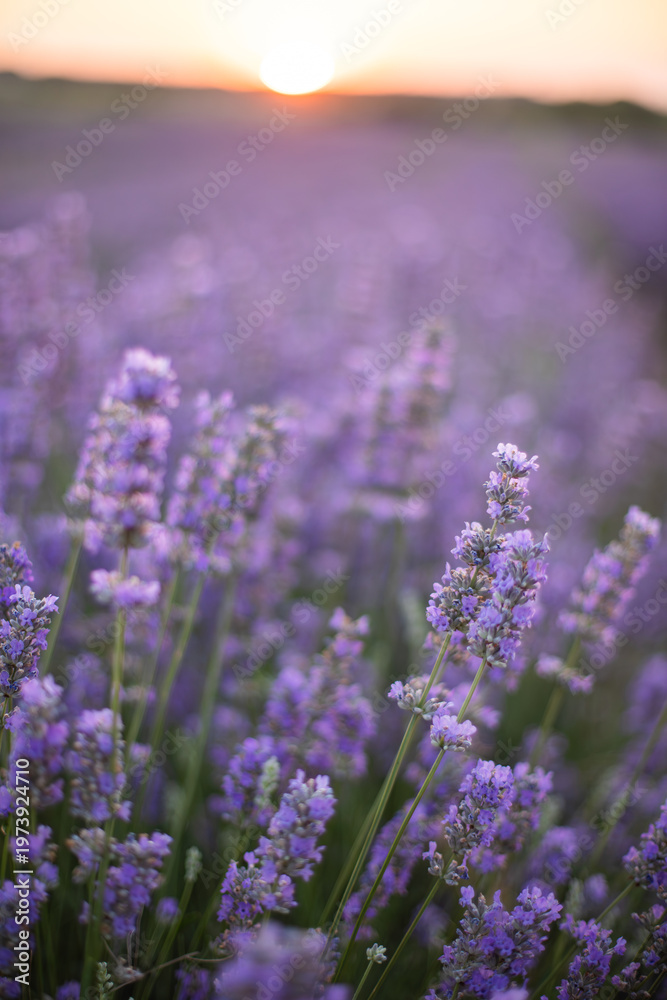 Fototapeta premium Lavender field. Blossom summer field