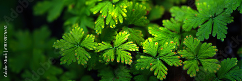 Fresh green ferns glow softly against a dark background. Fragile leaves show delicate patterns with subtle yellow tips. Natural texture and vibrant hues create a calming, organic feel