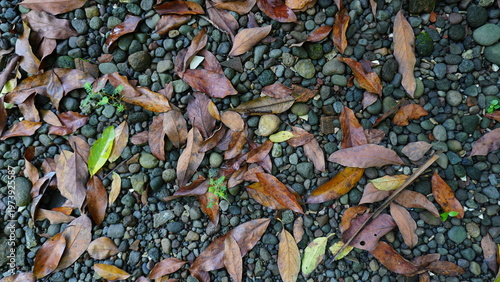 Close-up of dry and natural leaves scattered across a gravel surface. The combination of organic leaf shapes and rough stone textures creates a simple yet visually appealing nature scene