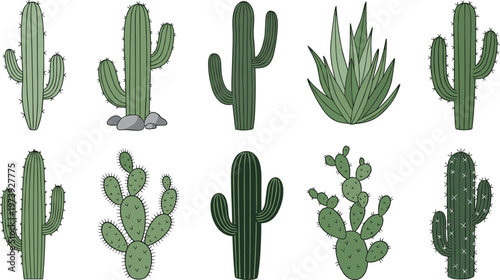 Cactus and Succulent Plants Vector Set Featuring Different Desert Botanical Illustrations Including Prickly Pear and Aloe Styles Isolated on White Background