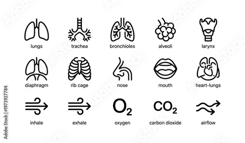 Human respiratory system icons: lungs, trachea, alveoli, diaphragm, co2 symbols