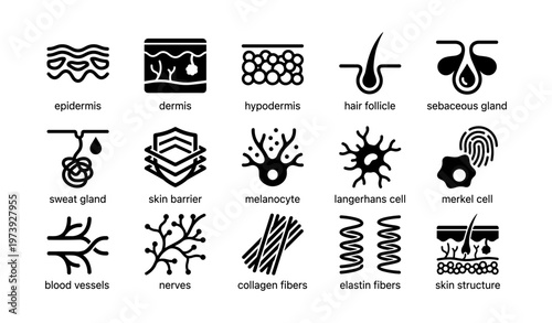 Dermatology icons: epidermis, dermis, hypodermis, hair follicle, sebaceous gland