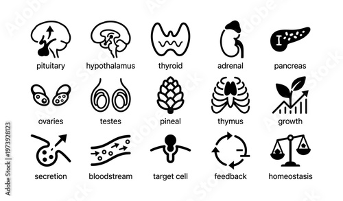 Endocrine system icons representing glands and functions for biology study