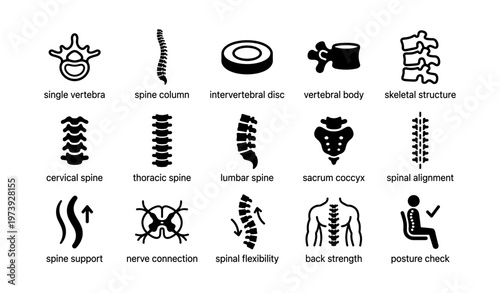 Icons of spine anatomy: vertebrae, discs, and posture elements
