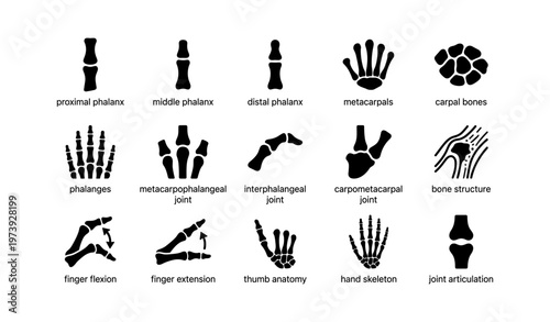 Hand bone anatomy diagrams: phalanges, joints, and structure explained