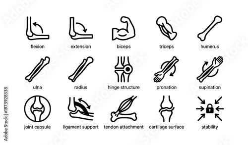 Anatomy icons: muscles, bones, and joints diagram - structure and function