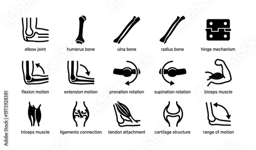 Human anatomy icons: bone structures and joint movements diagram