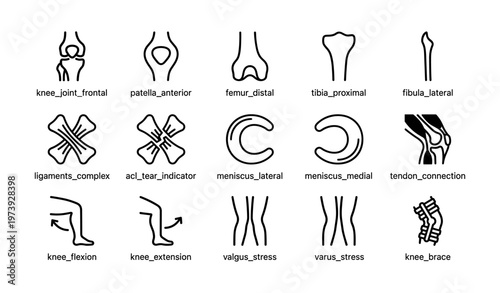 Medical knee diagrams: ligaments, flexion, meniscus, brace, extension