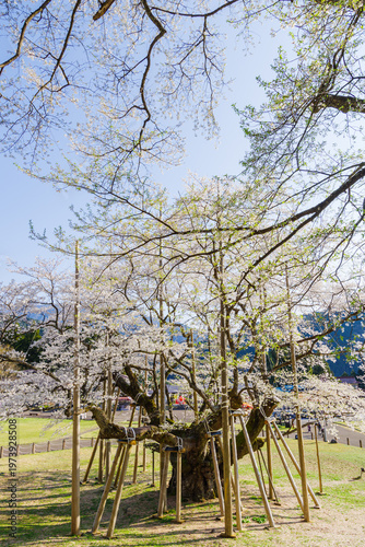 満開の根尾谷薄墨桜（岐阜県本巣市・淡墨公園）