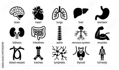 Human anatomy icons: brain, heart, lungs, liver, stomach, kidneys, intestines, spine, nervous system, muscles