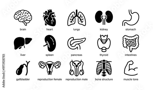 Icons of human anatomy: brain, heart, lungs, kidney, stomach, liver, spleen, pancreas, thyroid, intestines