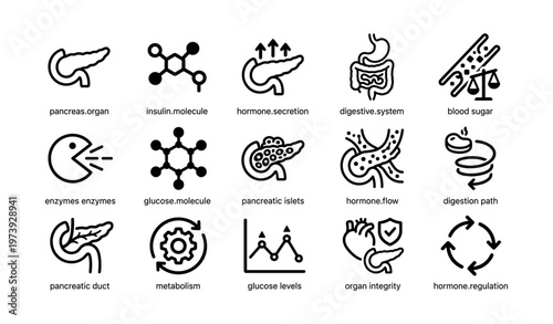 Pancreas functions and hormone regulation in human digestive system