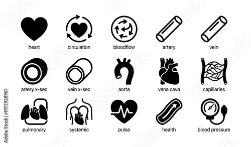 Heart circulation blood flow arteries veins aorta health icons