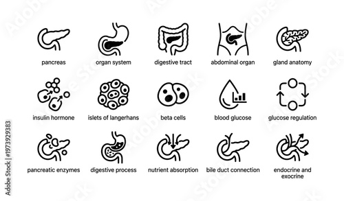 Pancreas anatomy and function icons: organ system and digestive processes