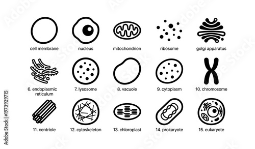 Cell structure icons: membrane, nucleus, mitochondrion, golgi apparatus, lysosome