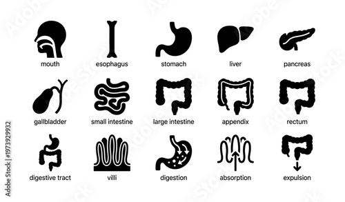 Human digestive system: anatomy and functions of organs