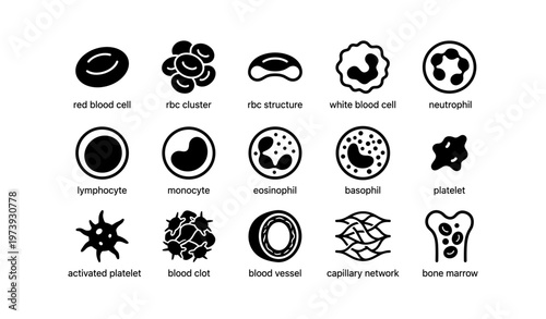 Diagram of various blood cells and structures with labels