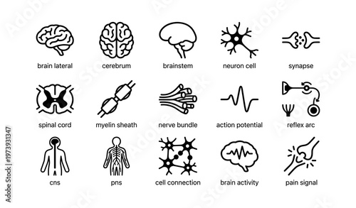 Brain diagrams: neurons, synapses, cns, pns, brain activity