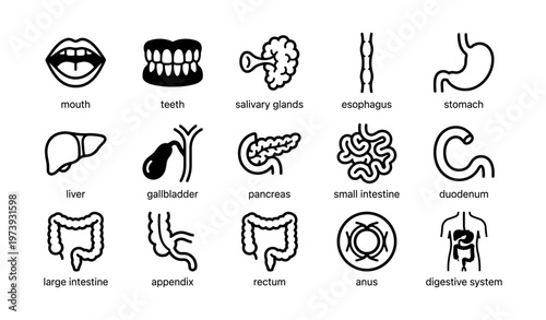 Digestive system icons: mouth, stomach, intestines, liver, pancreas anatomy