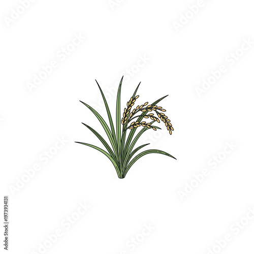 Cluster of rice plants with golden grains with a colorful illustration depicting