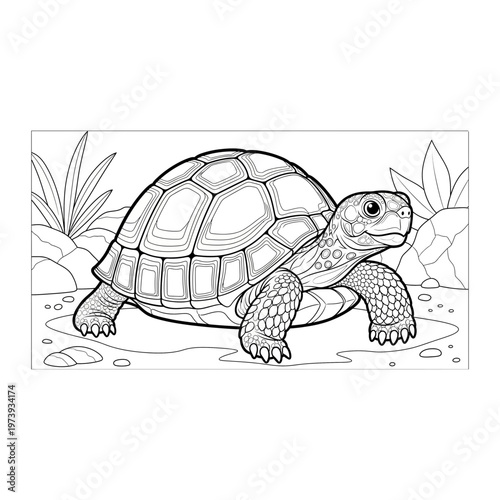Detailed line drawing of a tortoise with the drawing emphasizes the shell