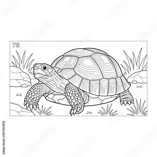 Outline illustration of a tortoise in grass with the tortoise is looking to