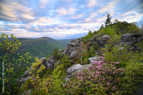 Pink rhododendron blooms on rocky mountain cliff overlooking Linville Gorge valley with rolling forested hills under dramatic cloudy sky at sunrise in North Carolina wilderness