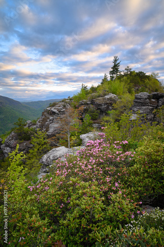 Pink rhododendron blooms on rocky cliff overlooking Linville Gorge in early morning light. Dramatic cloudy sky above forested mountain valley creates serene wilderness landscape in North Carolina.