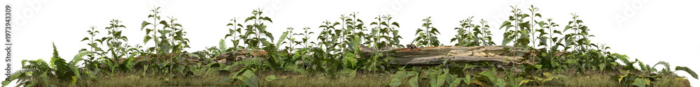 Obraz premium Dense overgrown vegetation patch with mixed plants and natural ground texture isolated