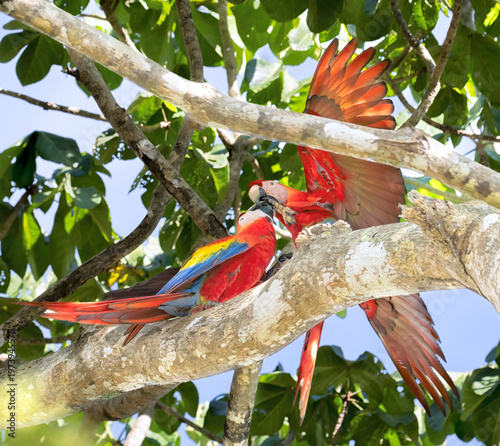 Pair of Scarlet Macaws (Ara macao) grooming in almond tree canopy, Corcovado National Park, Costa Rica