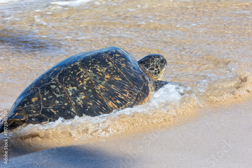 Pacific green sea turtle coming onto the beach in Maui