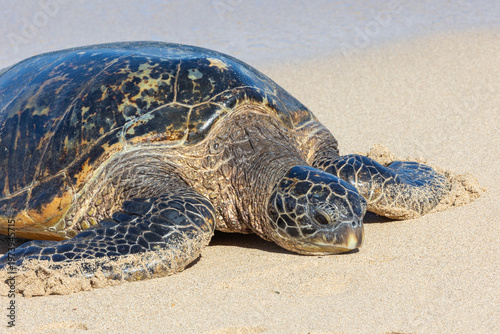 Pacific green sea turtle coming onto the beach in Maui