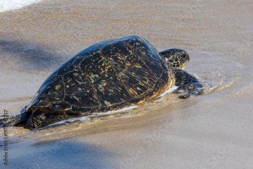 Pacific green sea turtle coming onto the beach in Maui