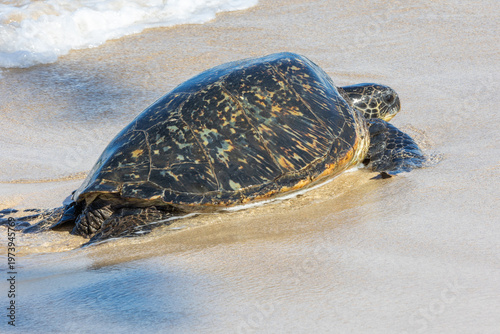 Pacific green sea turtle coming onto the beach in Maui