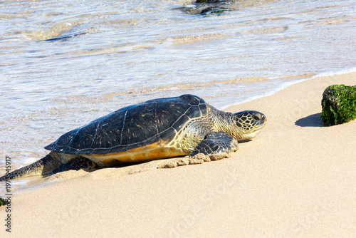 Pacific green sea turtle coming onto the beach in Maui