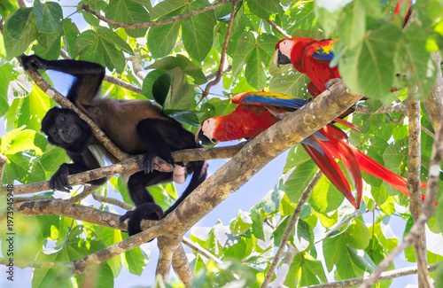 Couple of Scarlet Macaws (Ara macao) confronting Mantled Howler Monkey (Alouatta palliata) in almond tree canopy, Corcovado National Park,  Costa Rica