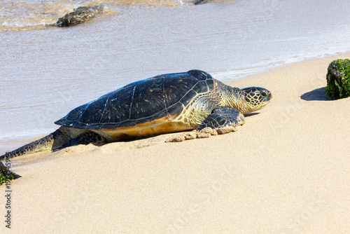 Pacific green sea turtle coming onto the beach in Maui