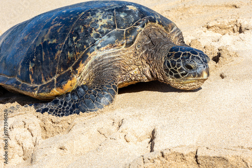 Pacific green sea turtle coming onto the beach in Maui
