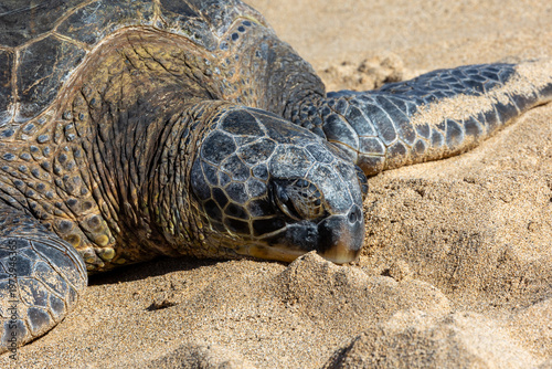 Pacific green sea turtle coming onto the beach in Maui