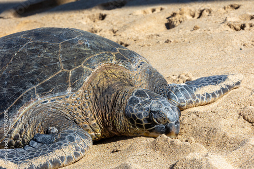 Pacific green sea turtle coming onto the beach in Maui