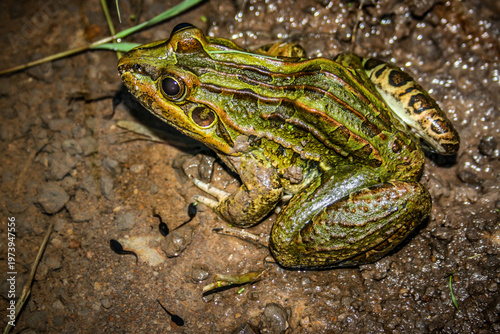 Foto Leptodactylus latrans (Rã-manteiga) Frog