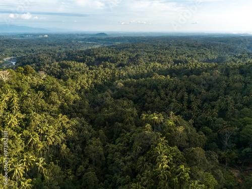 Lush tropical forest under a bright sky reveals nature's beauty and serenity during the golden hour of the day
