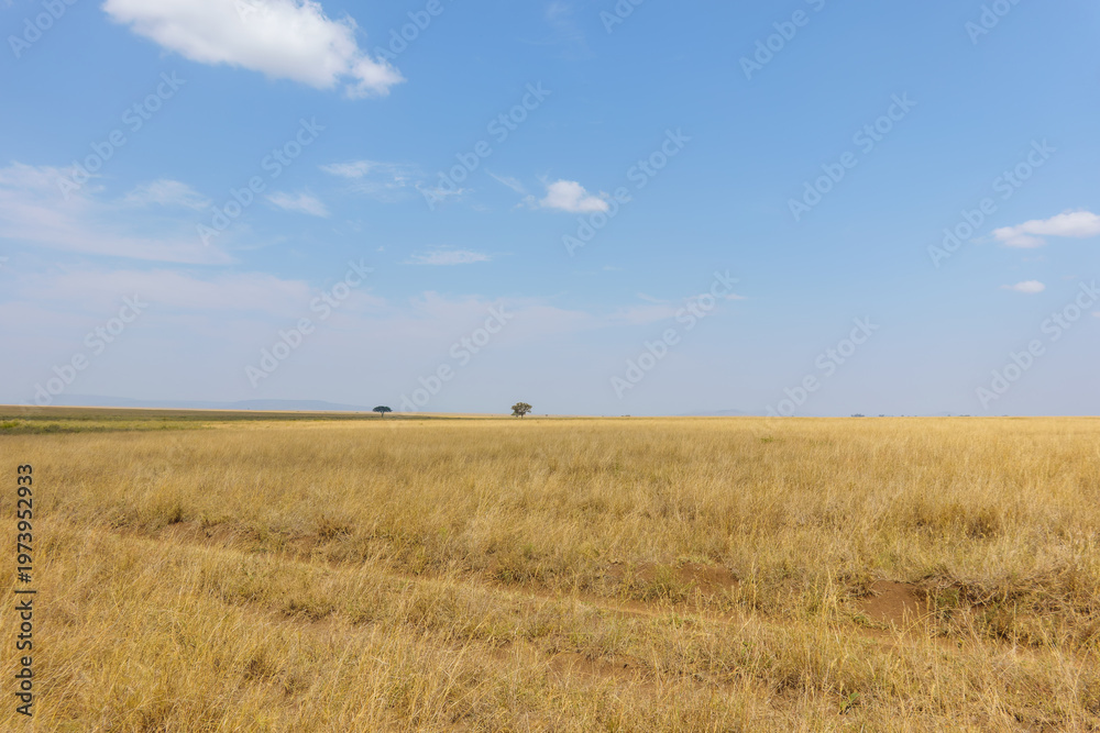 Fototapeta premium expansive landscape with small distant acacia tree in Serengeti National Park in Tanzania.