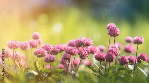 Experience the ethereal beauty of a sun-drenched meadow as pink clover blossoms glow in the golden light of sunset.