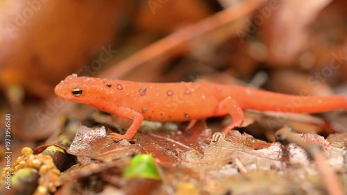 Close Up of Red Eft on Forest Floor in Shenandoah National Park