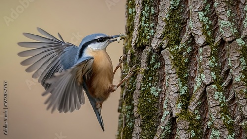 Eurasian Nuthatch clinging to a tree trunk with wings spread.