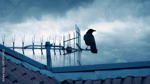 Bird Flies Off Roof In Stormy Weather
