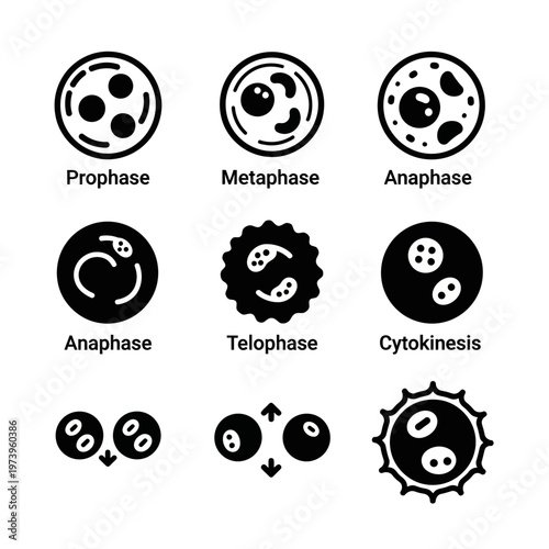 Cell Division Stages: Mitosis and Cytokinesis Icons